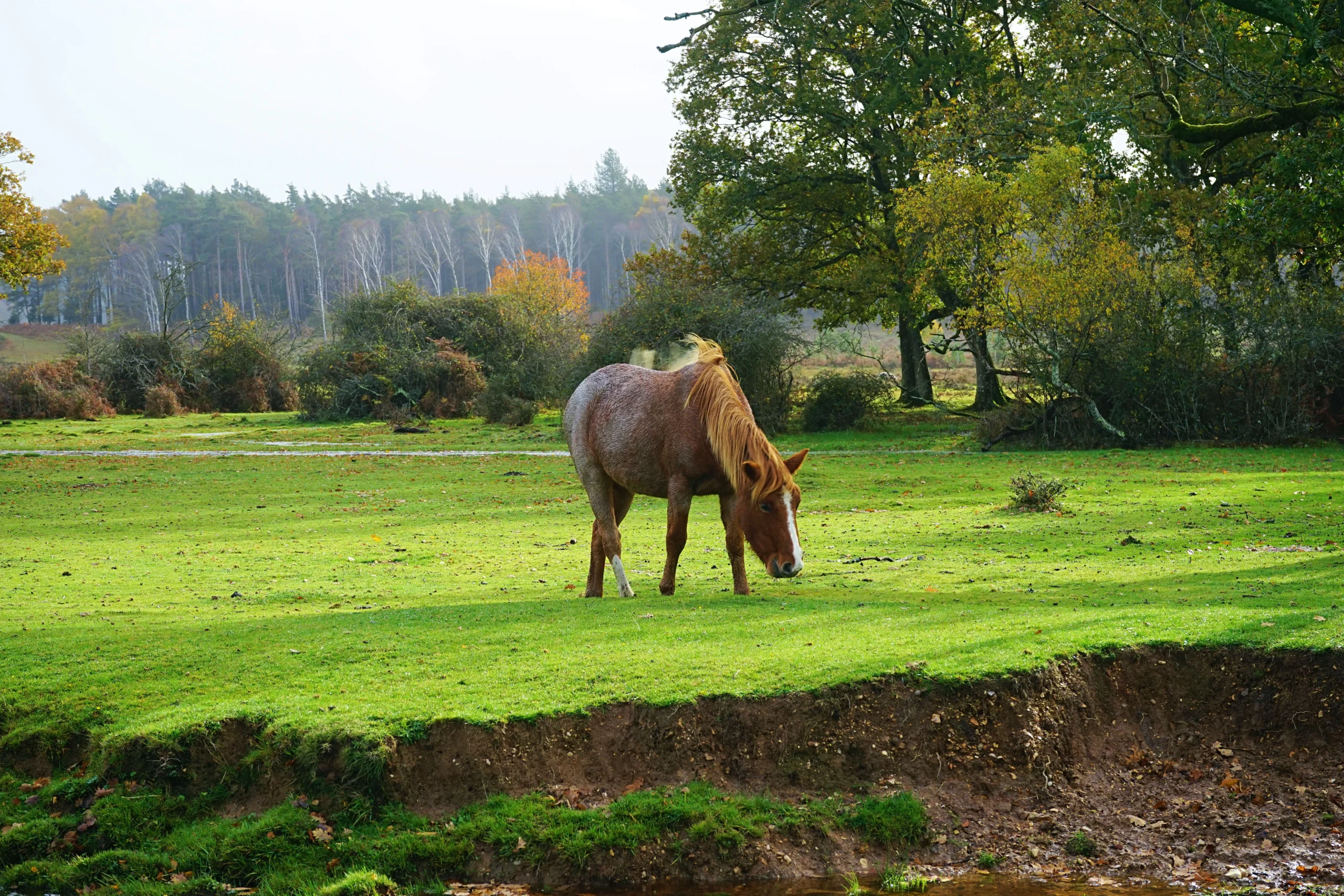 The New Forest