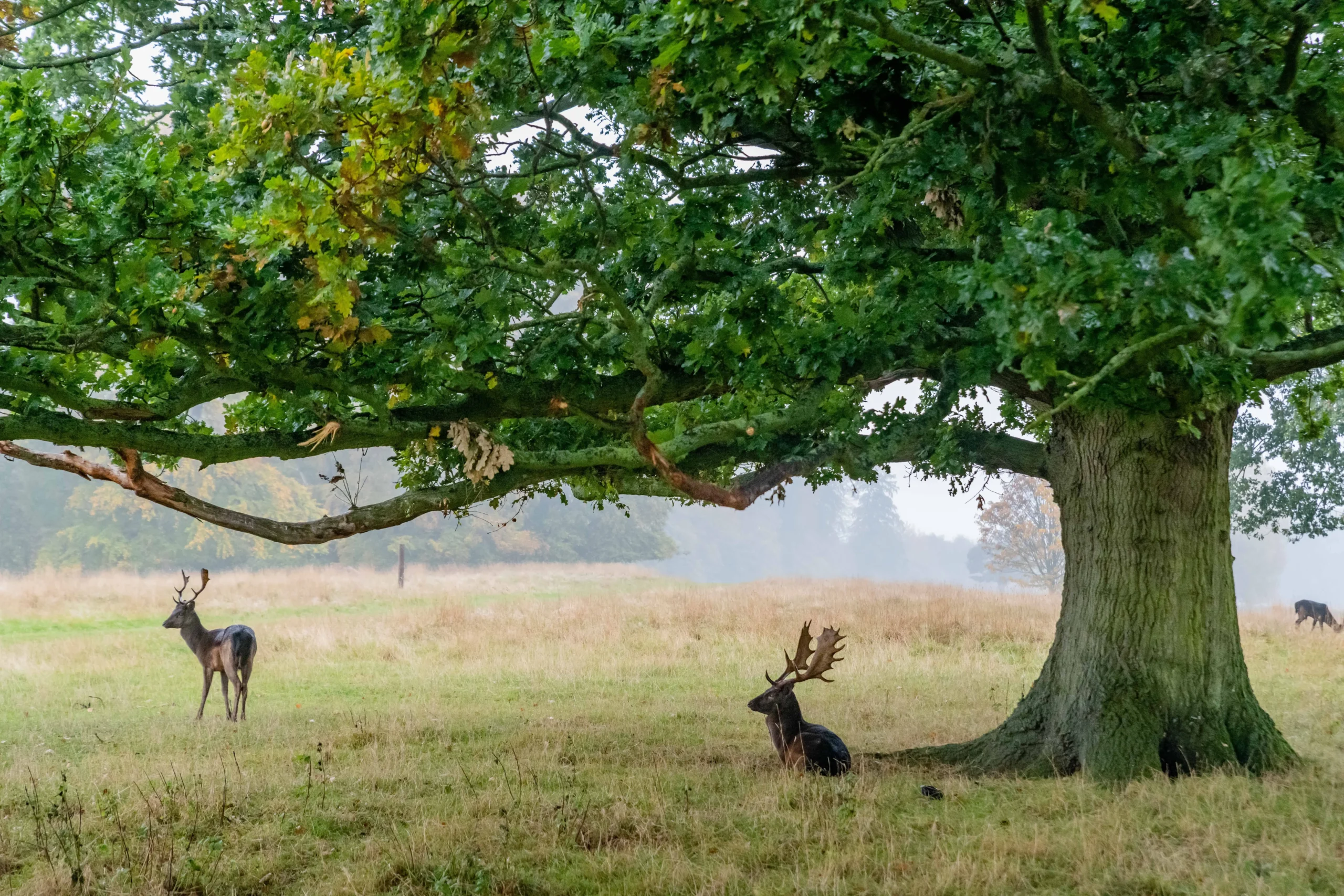 Bushy Park