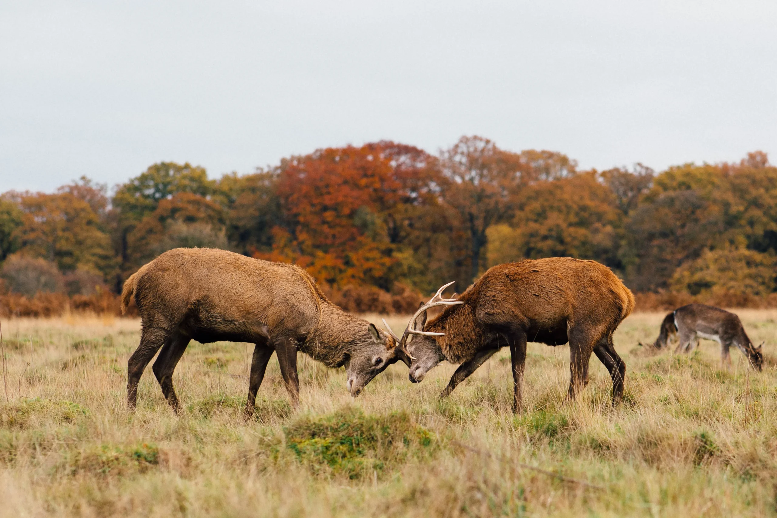 Richmond Park