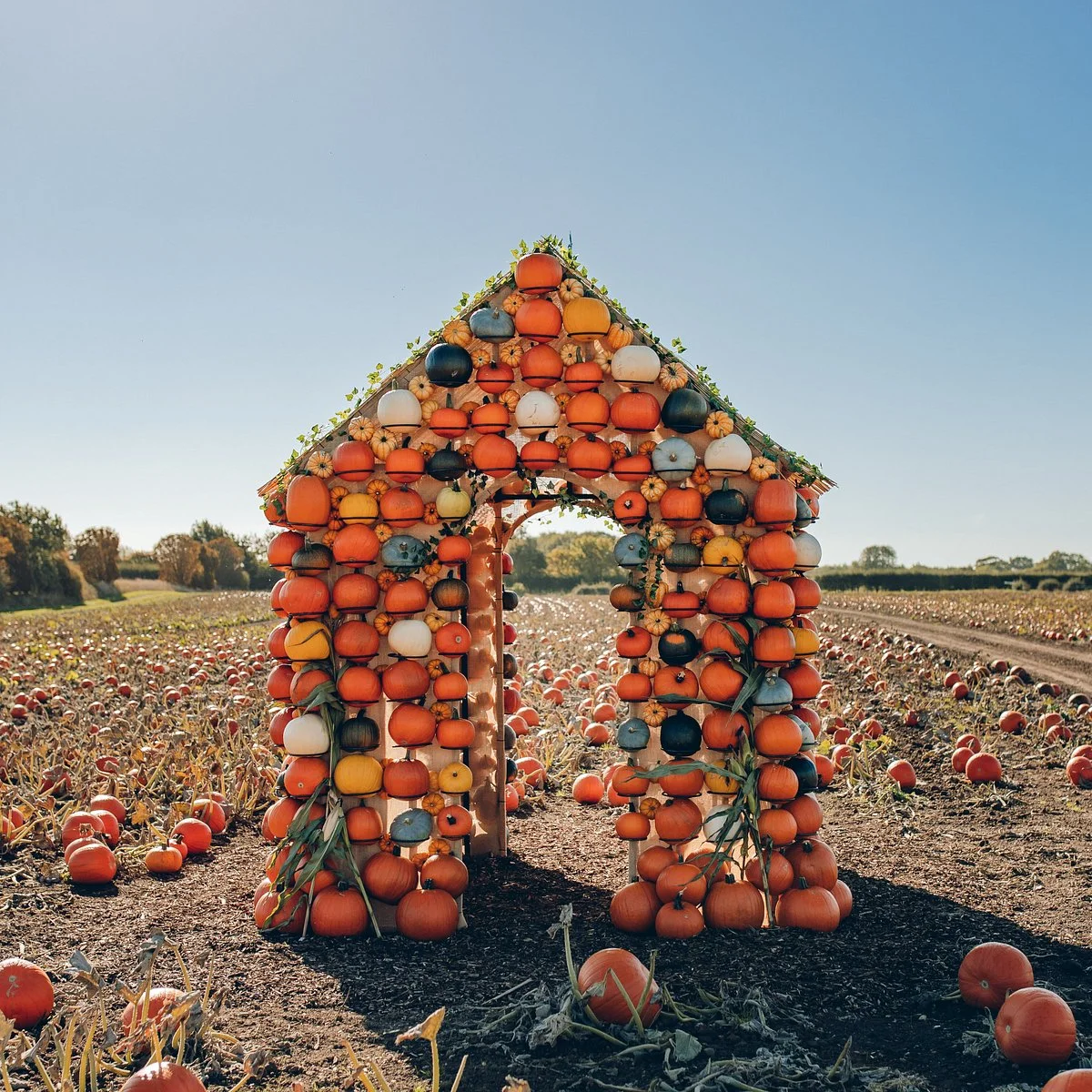 Pumpkin Picking and Halloween Trails