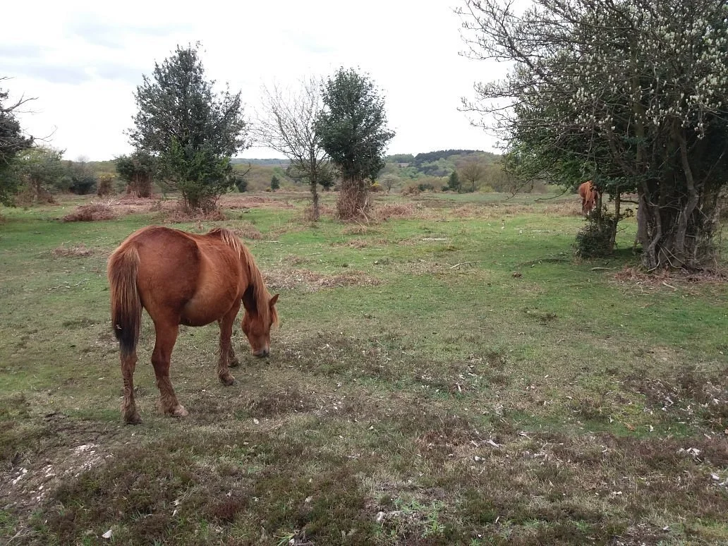 New Forest