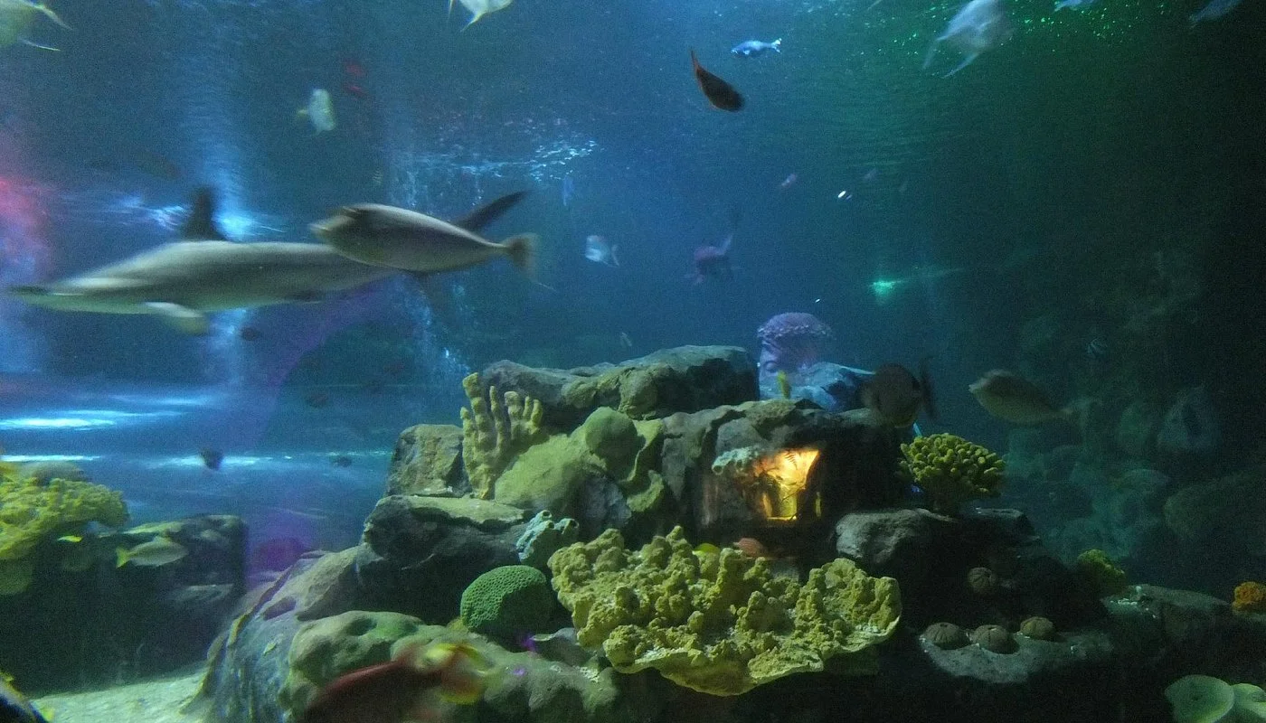 National SEA LIFE Center