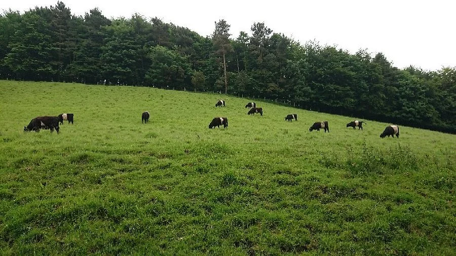 yorkshire countryside