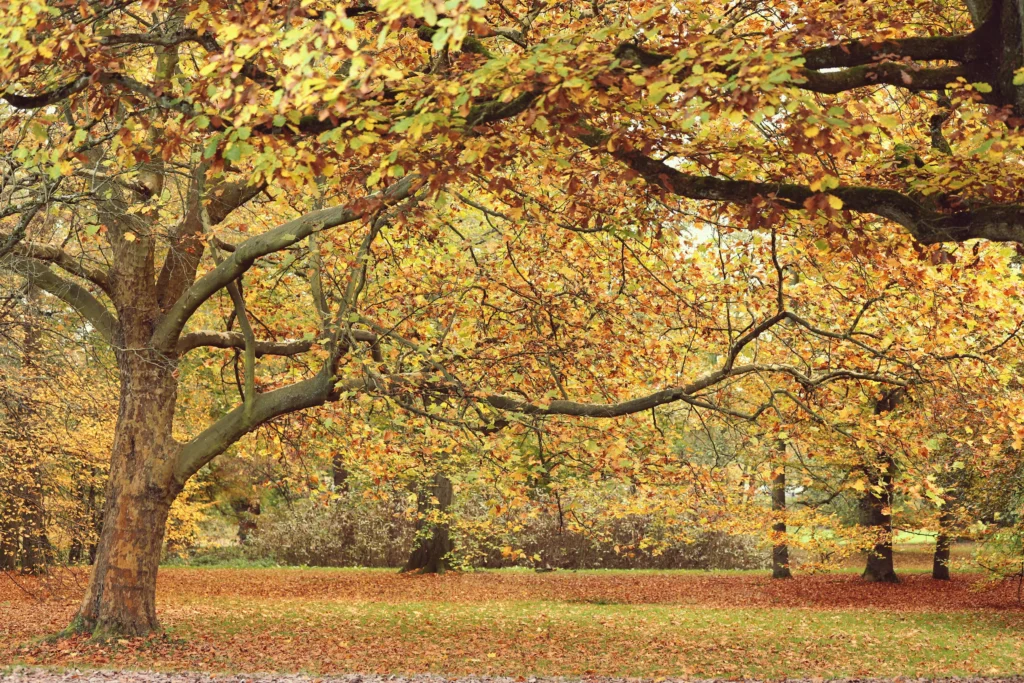 Autumn in manchester