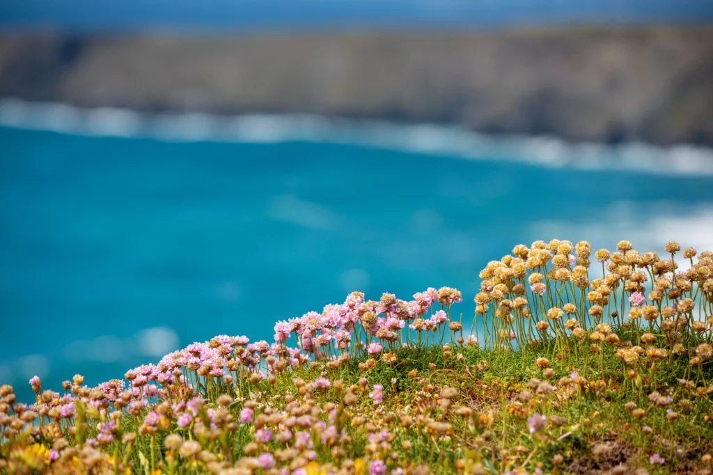 Experience Cornwall in Spring