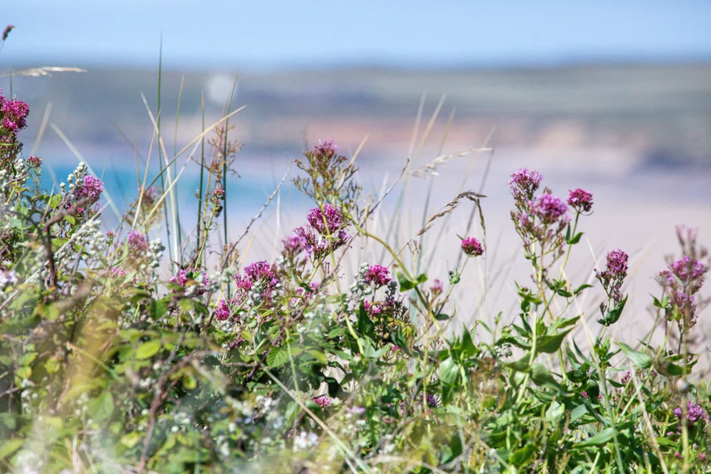 Explore Cornwall's Coast in Autumn