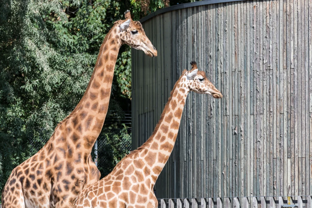 Chester Zoo