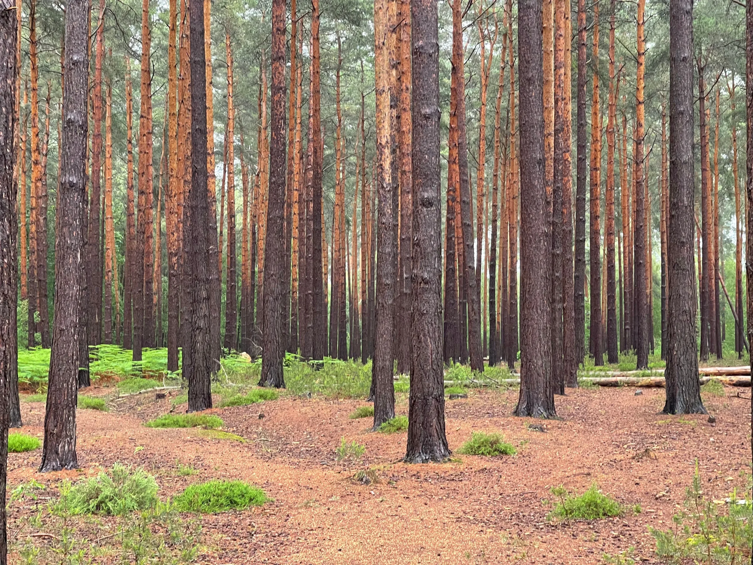 delamere forest