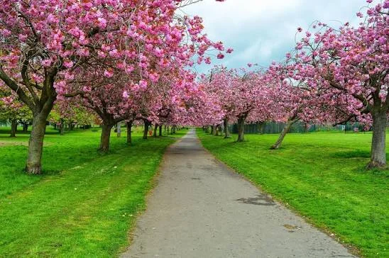 spring in dundee