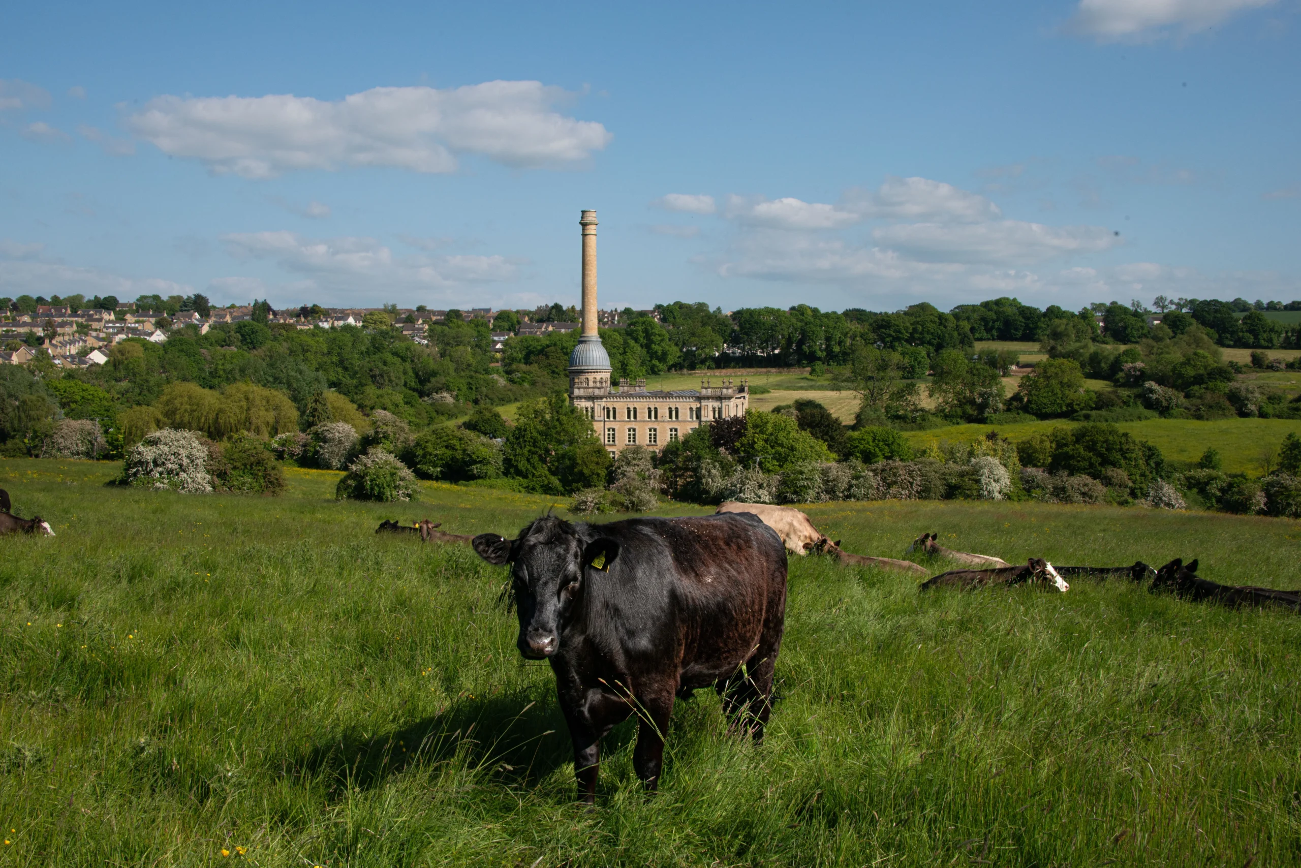 ANGUS COUNTRYSIDE