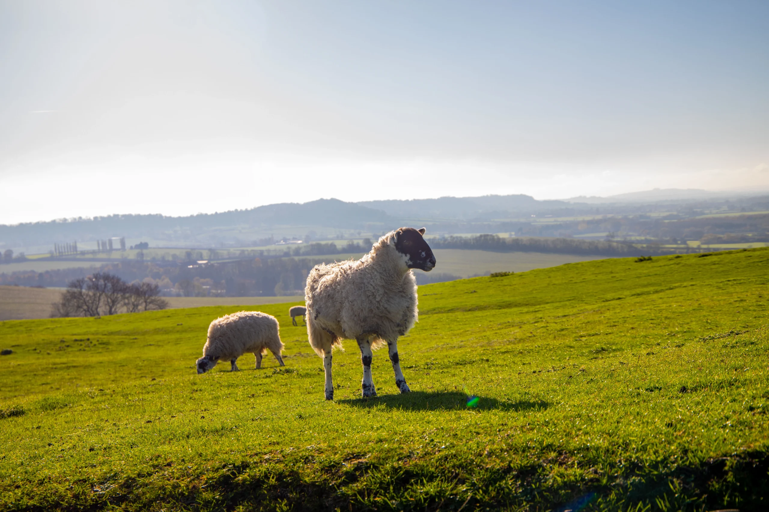 Countryside