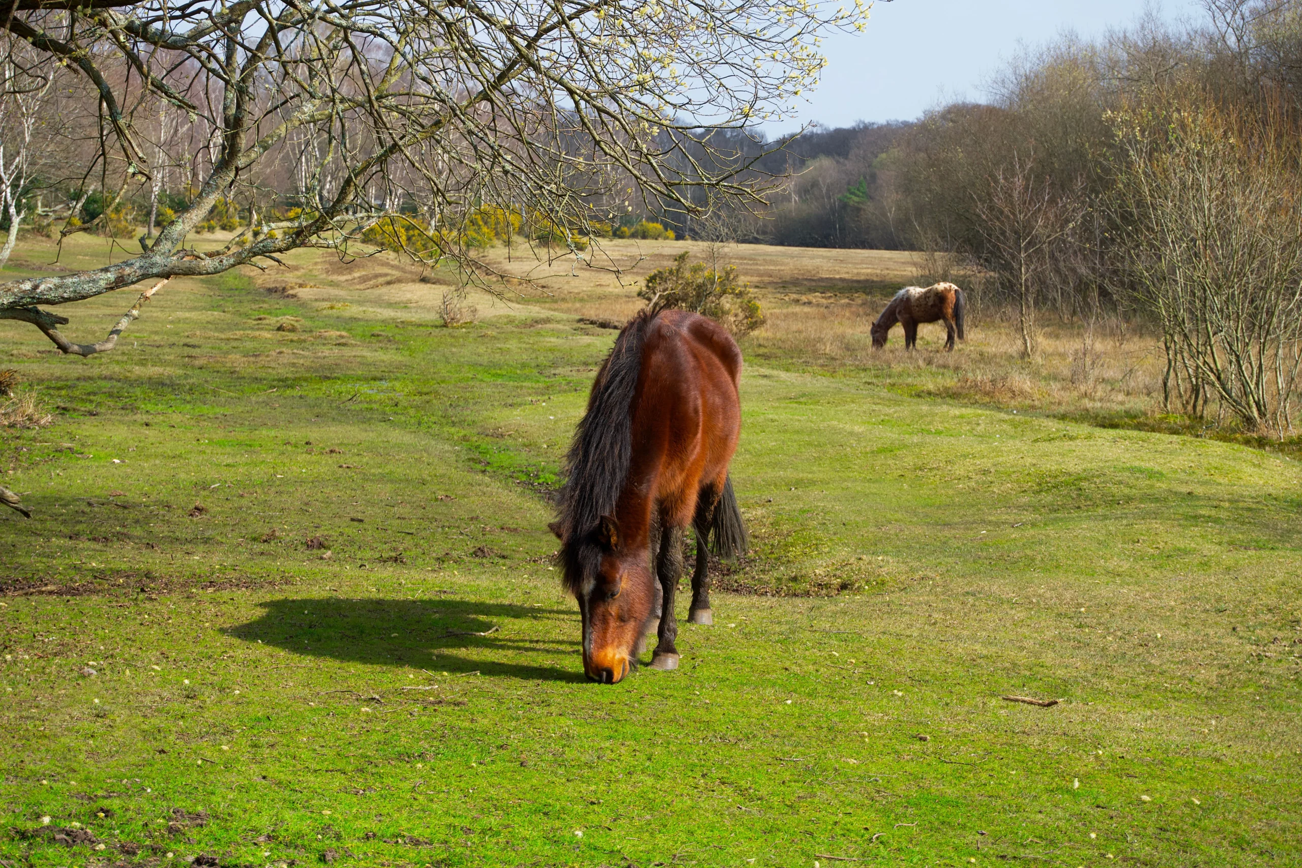 New Forest National Park