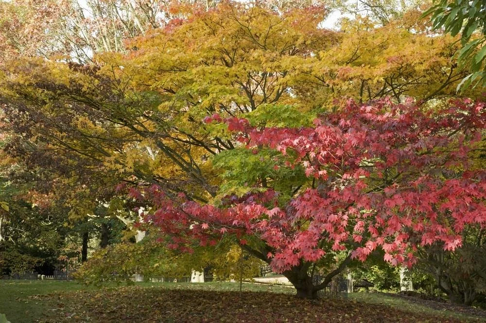 Autumn in Windsor