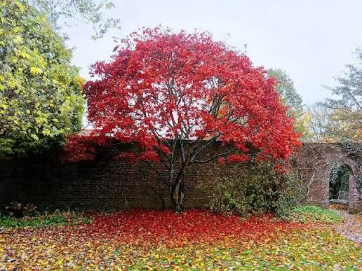 Autumn in Aberdeen
