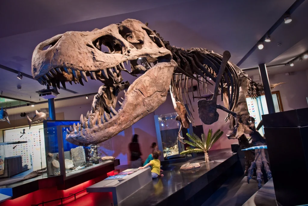 Great North Museum