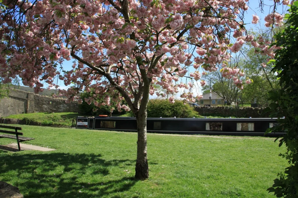 Spring in Somerset