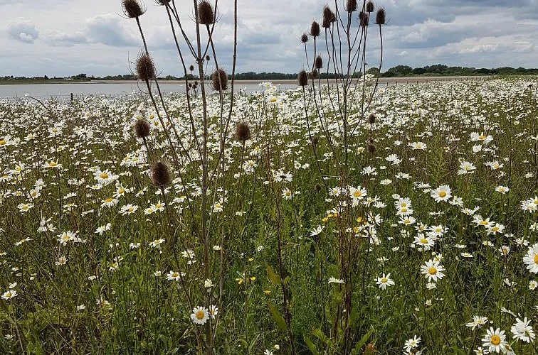 Abberton Reservoir